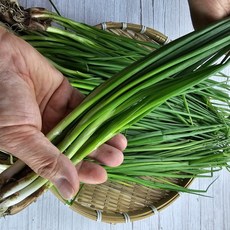 순천 노지 흙쪽파 햇 쪽파, 2kg, 1박스