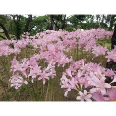 [명일원] 분홍상사화 개화구 4구 1셑, 1개