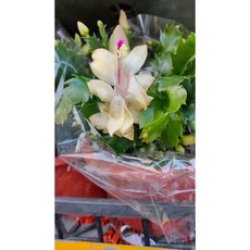 霏霏園藝黃金色螃蟹蘭6吋盆吊飾 特價盆栽 居家裝飾 輕鬆點綴生活空間, 1個