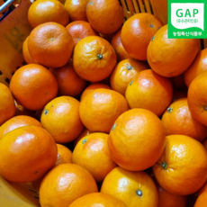 [제주 산지직송] 세미놀귤 홍귤 세미놀 귤 로얄과 여름귤 감귤 GAP인증 5월 귤, 1박스, 제주홍귤 세미놀 10kg 로얄과(40-60입내외)