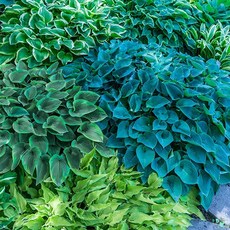 [굿가든] 호스타 뉴하이브리드 혼합 씨앗 10립(약10립/봉), 1개