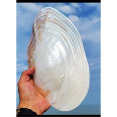 조경 조가비 물고기 껍질 바위 지중해 유형 디스플레이 접시 예술 번식 바닥 대형 노란색