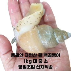 동해안 자연산 활 백골뱅이 1kg 대 중 소/ 동해안 깊은 바다에서 당일조업한 명품 백골뱅이, 1개, 1kg(소)