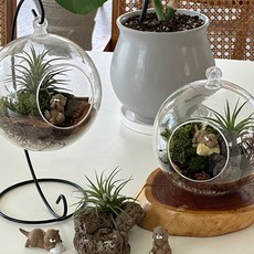 엄마 거실 욕실 화분 DIY 귀여운 수달 비바리움 실내식물키우기 원예