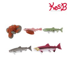 초등과학 연어 한살이 학습교구 피규어 활동지 세트 모듬수업 교육완구 관찰키트 중등, 1개