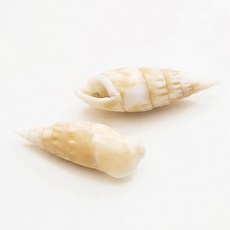 오꿈 조개모형 조개껍데기 100g, A10 조개껍질 소라A (100g), 1개