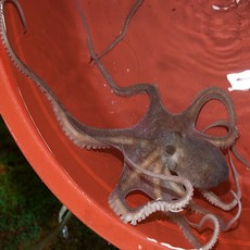 안면도 생물 낙지 산낙지 500g 1kg, 1개, 대 1kg(3-5미)