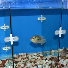 어항 칸막이 고정 고무 2p 수족관 수조 루바망 bri+02449ke