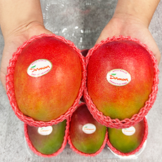 [망고성지] 항공직송 고당도 애플망고 선물세트 당도선별, 1박스, 항공직송 애플망고 6과 (2.4KG내외)