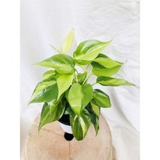 서비내 옥시 카르디움 브라질 Philodendron oxycardium 'Brasil' 희귀식물 인테리어 반려식물 실내식물, 1개, .