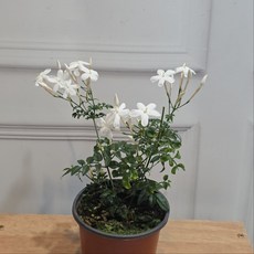 학자스민 향기 흰꽃 야생화 반려식물 건돌이, 1개, 기본