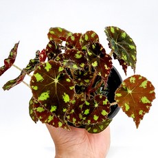 에덴플랜트 타이거 베고니아 지름 10cm포트 무늬가 독특한 희귀 티밋타이거 1개