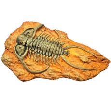 지구과학 교구 중형 삼엽충 화석 모형 92x150mm 과학실험 홈스쿨 학습용