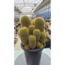 금황환선인장 parodies leninghausii 선인장 군생