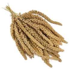 PetsOK 옐로우 밀렛 스프레이 새먹이 새모이 앵무새 햄스터 소동물 간식, 1kg, 1개