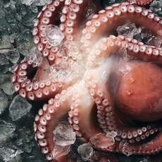 산지직송 자연산 남해 돌문어, 1개, 1kg