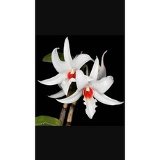 [신라난농원]덴드로비움 드라코니스.석곡.흰색꽃에 주황색립프. 꽃의 중심부에 핏줄 같은 주황색 무늬가있어 용의 불꽃을 연상시킴.용석곡.고급종.필독뒷사진참고, 1개
