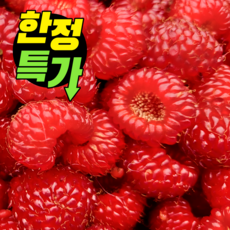 [50박스한정] 베리담 국산 햇 산딸기(냉동), 1개, 1kg