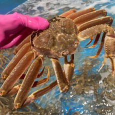 속이 꽉찬 러시아 자숙 대게, 1박스, 러시아대게 A급 / 1kg 1마리