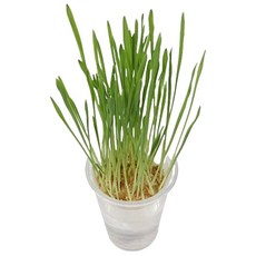 초등 생물수업 외떡잎 보리 새싹키우기 4인 초등과학만들기키트세트 식물관찰키트, 2개