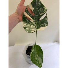 몬스테라 알보 바리에가타, 1개