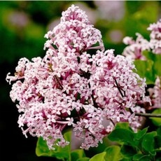 미스김라일락 묘목 / 제이에스그린, 1개, 미스김라일락 삽목1년