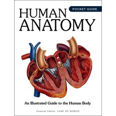 (영문도서)Human Anatomy: An Illustrated Guide to the Human Body Paperback, Amber Books, English, 9781838866525