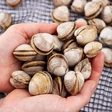 숨비해물 해감된 동죽조개800g, 1개, 단품