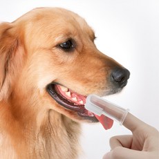 반려동물 고양이 강아지 투명 손가락 칫솔gia8+8PIB