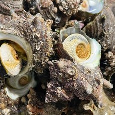 국내산 생물 뿔소라 1kg