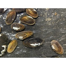 말조개 1마리 토종조개 살아있는조개 정화 살아있는 여과기