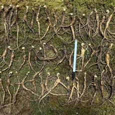 10-12년근 백두산 임하삼 장뇌삼 산양삼 파삼 파지삼 못난이 50뿌리, 1개