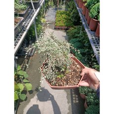 霏霏園藝 斑葉榆樹, 1個