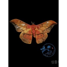 금지카테고리//출산/육아-완구/인형-자연/과학완구-곤충학습EERC, E