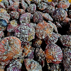 당일조업 통영 못난이 홍가리비 특대 사이즈, 1박스, 2kg (40미 내외)