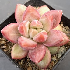 예쁜 다육식물 56가지 모아보기, 25번/티볼리, 1개