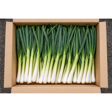 국내산 신선한 손질 대파, 1개, 1kg