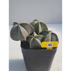 [가람다육] 난봉옥 모둠, 1개, 난봉옥 모둠48