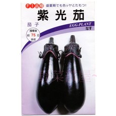 野菜部屋 紫光茄種子 深紫色蛋茄 果型完美, 1包