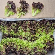 클릭마켓 국내산 겉절이용 작은 상추 꽃상추 2kg, 1개