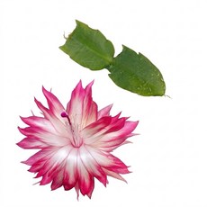 수입게발 68 커팅 화려한 꽃 게발선인장 공기정화식물, 1개, 단일