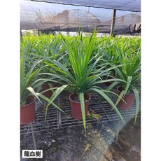 霏霏園藝 龍血樹 (6吋盆) 優惠價280元