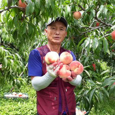 당도 보장 수확 단단한 딱딱이 고흥 복숭아 딱복 2kg 4kg, 1개, 딱딱한 백도 2kg(대과 / 4~5과)