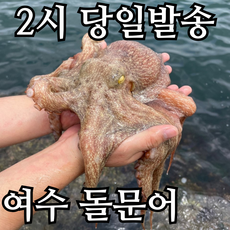 당일조업 통발 돌문어 활문어 생물문어 제수용 숙회용 kg당 2-4미내외, 1개, 1kg