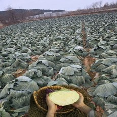 국내산 친환경 양배추 아삭달달 특품 산지직송, 2개, 1.2kg