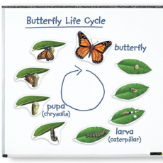 [러닝리소스] 26043 특대형 자석 나비 한살이 모형, 혼합, 1개