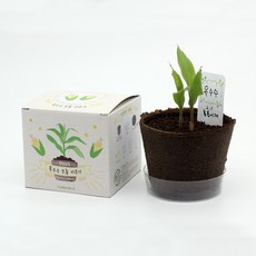 팜팜농장 옥수수 씨앗 식물 키우기 심기 모종 재배키트 어린이 원예체험