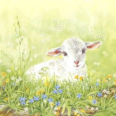 양 냅킨 5장 K-02-049, 5개, 1개입