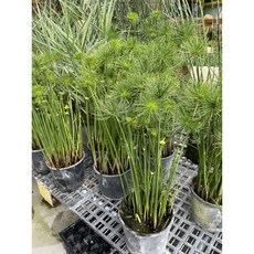 霏霏園藝小紙莎草 水生植物 挺水性 葉棒狀 室外佳, 1個