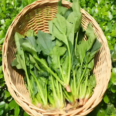 한정특가 산지직송 싱싱달큰한 국내산 시금치, 500g, 1개
